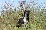 BORDER COLLIE 355
